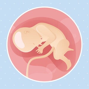 pregnancy-belly-fetal-development-week-33 pregnancy-belly-fetal-development-week-33