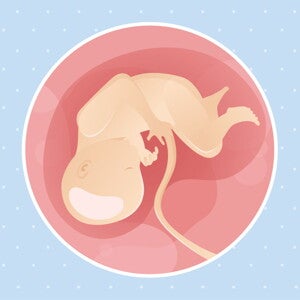 pregnancy-belly-fetal-development-week-34 pregnancy-belly-fetal-development-week-34