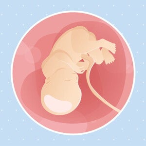 pregnancy-belly-fetal-development-week-36 pregnancy-belly-fetal-development-week-36