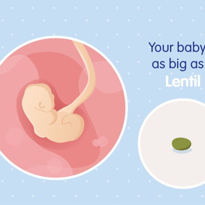 pregnancy-belly-fetal-development-week-4 pregnancy-belly-fetal-development-week-4