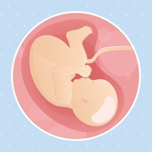pregnancy-belly-fetal-development-week-40 pregnancy-belly-fetal-development-week-40