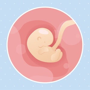pregnancy-belly-fetal-development-week-6 pregnancy-belly-fetal-development-week-6