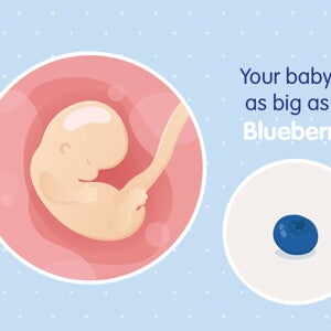pregnancy-belly-fetal-development-week-7 pregnancy-belly-fetal-development-week-7