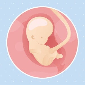pregnancy-belly-fetal-development-week-9 pregnancy-belly-fetal-development-week-9