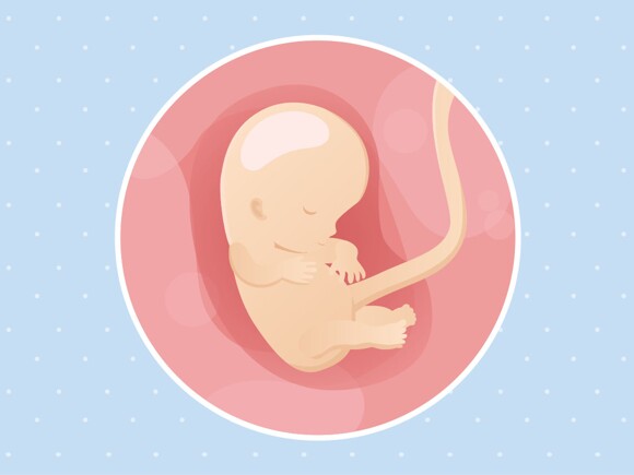 pregnancy-belly-fetal-development-week-10