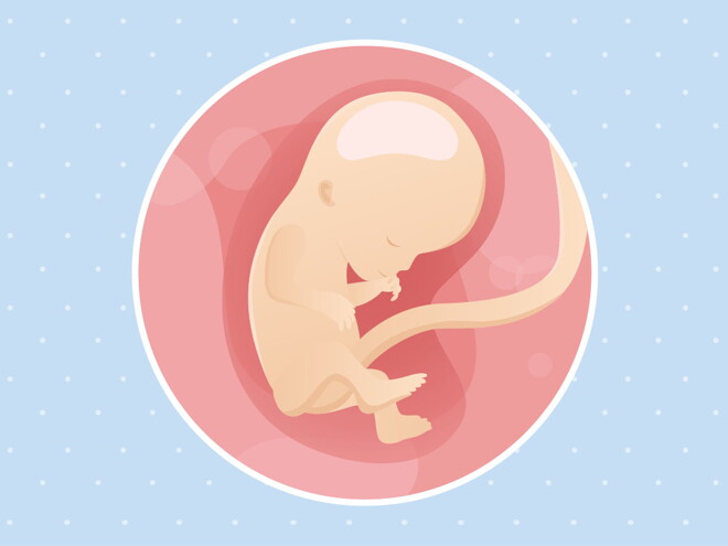 pregnancy-belly-fetal-development-week-12