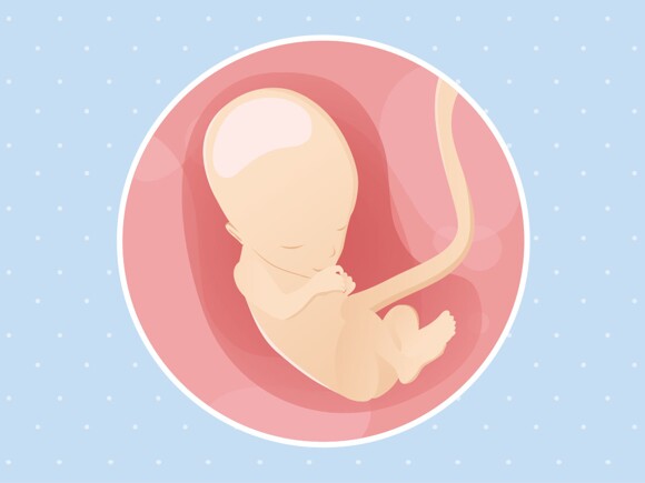 pregnancy-belly-fetal-development-week-13