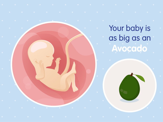 pregnancy-belly-fetal-development-week-16 pregnancy-belly-fetal-development-week-16