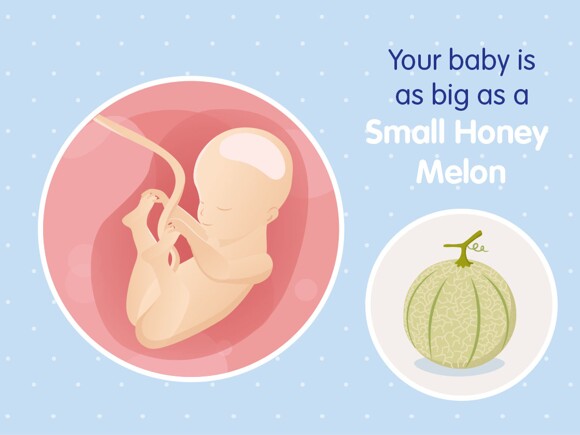 pregnancy-belly-fetal-development-week-25