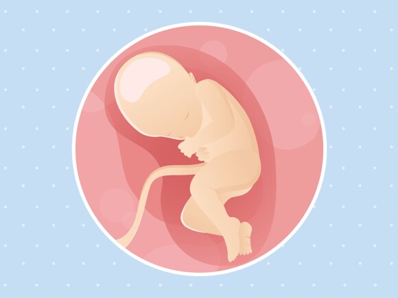 pregnancy-belly-fetal-development-week-32