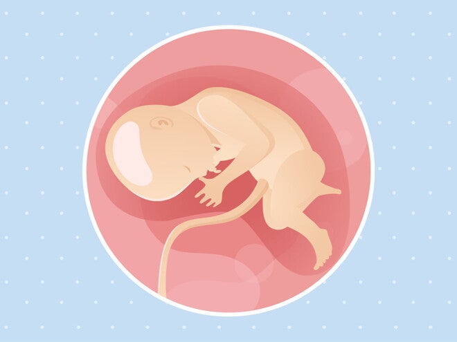 pregnancy-belly-fetal-development-week-33 pregnancy-belly-fetal-development-week-33