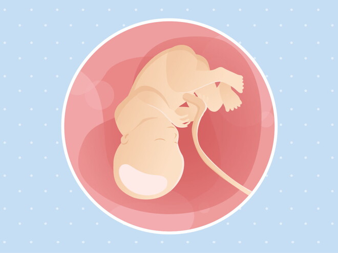 pregnancy-belly-fetal-development-week-36 pregnancy-belly-fetal-development-week-36