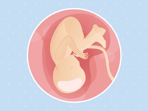 pregnancy-belly-fetal-development-week-37