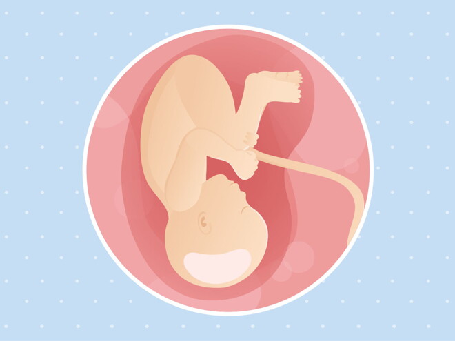 pregnancy-belly-fetal-development-week-38 pregnancy-belly-fetal-development-week-38