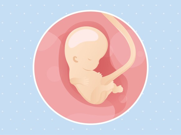 pregnancy-belly-fetal-development-week-9